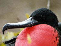 01 - Great Frigatebird